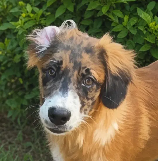 Henry - Shepherd