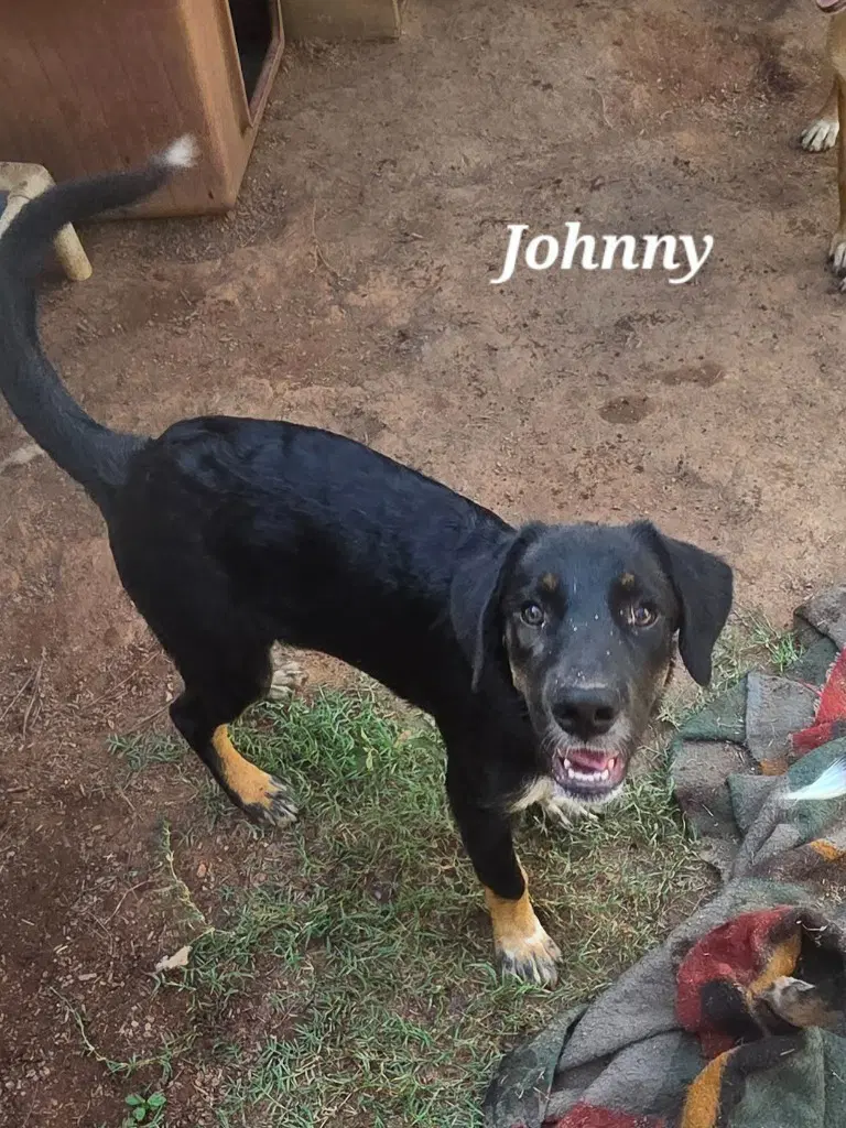 Johnny image 2