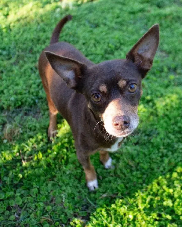 Juanita - Chihuahua