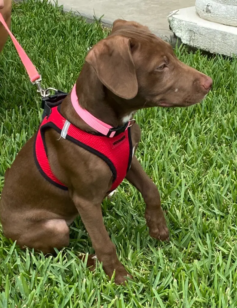 Junie image 3