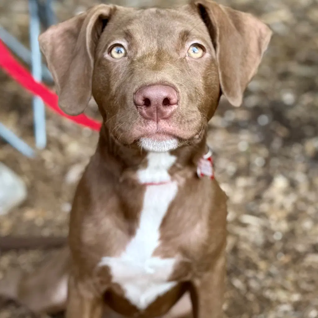 Junie - Labrador Retriever