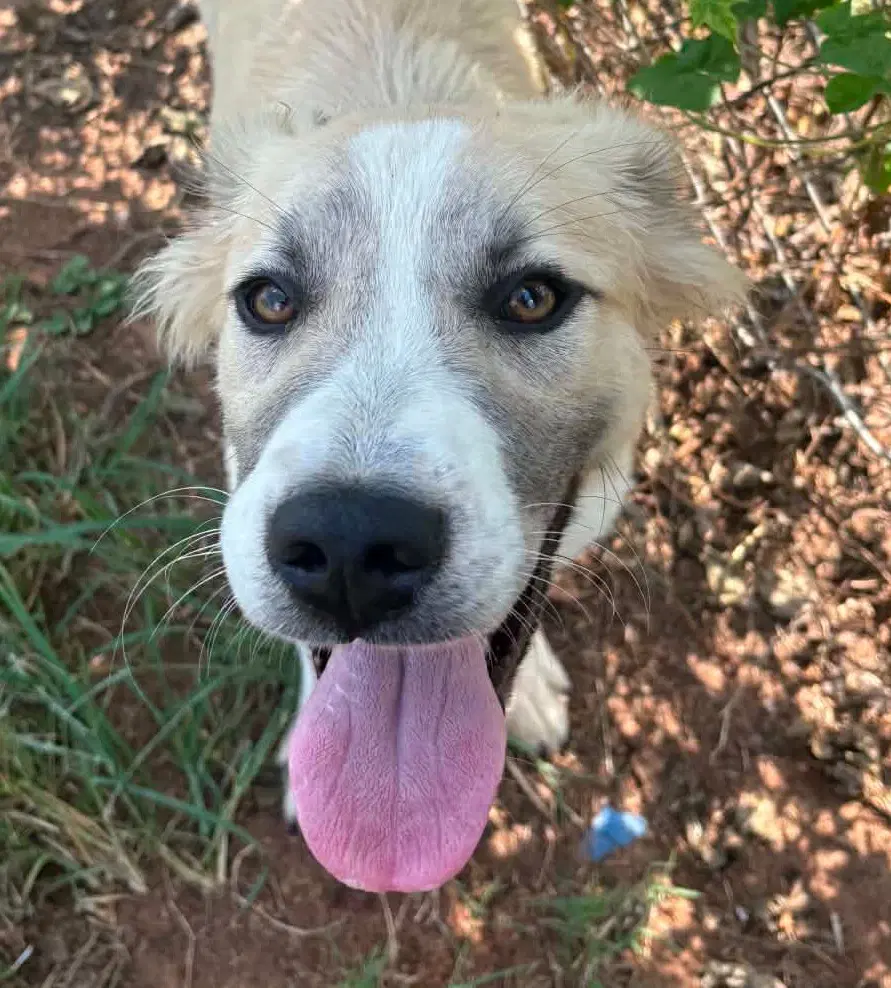 Kota - Labrador Retriever