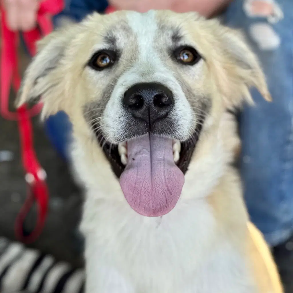Kota - Labrador Retriever