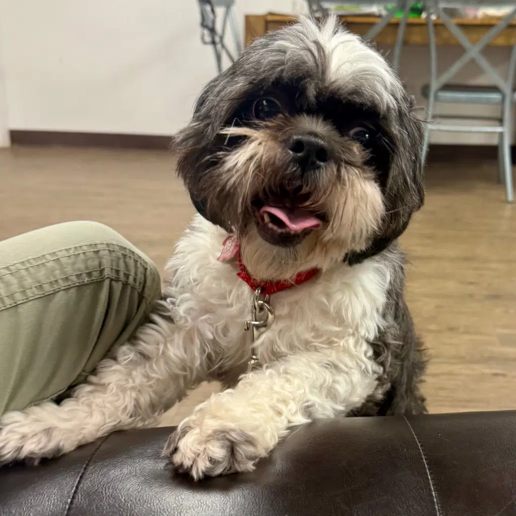 Max - Shih Tzu