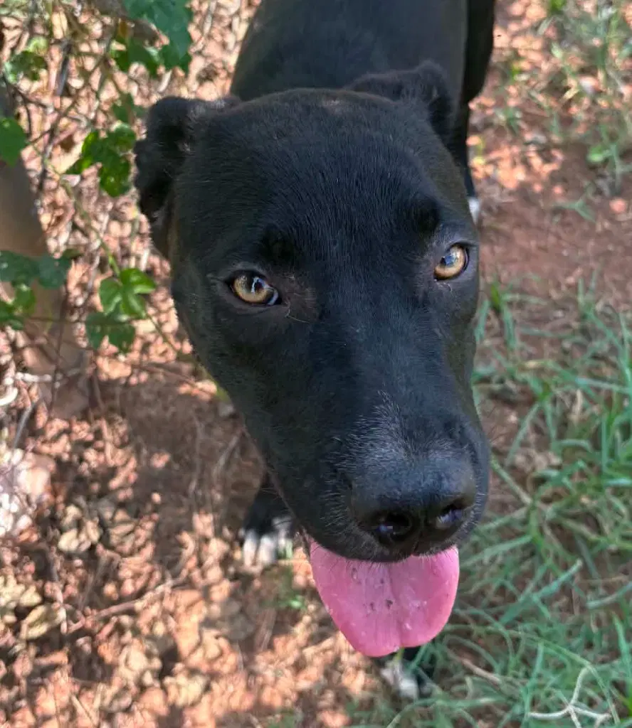 Melly - Labrador Retriever