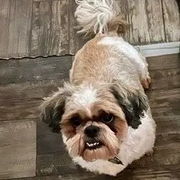 Minnie - Shih Tzu