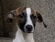 Pixie - Plott Hound