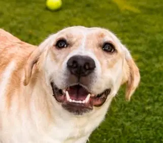 Prada - Labrador Retriever
