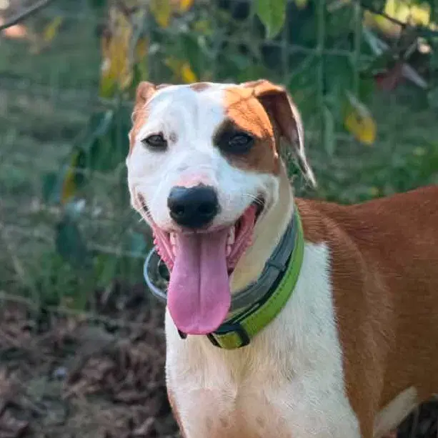 Raquelle - Terrier