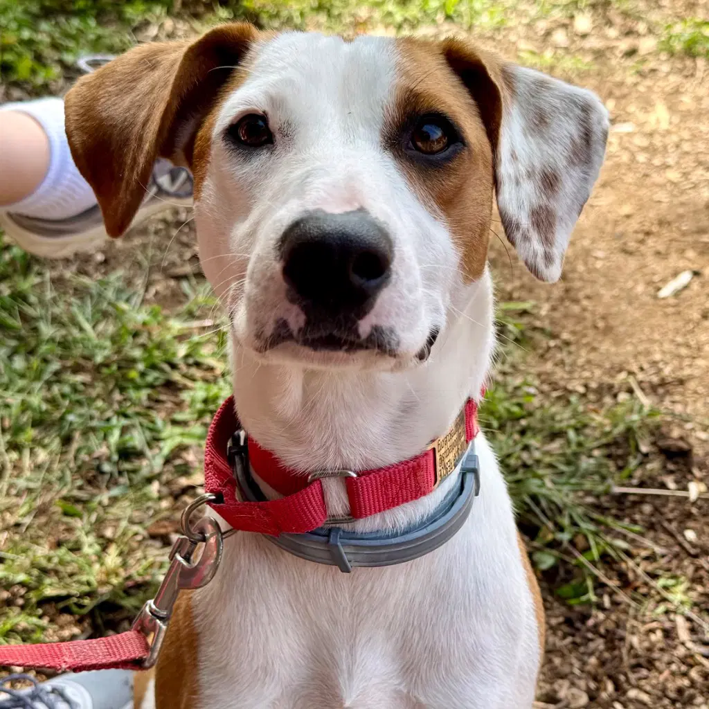 Raquelle - Terrier