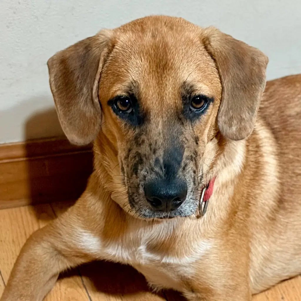 Slinky - Shepherd