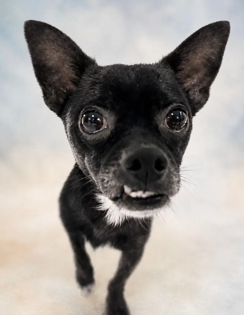Willy - Chihuahua