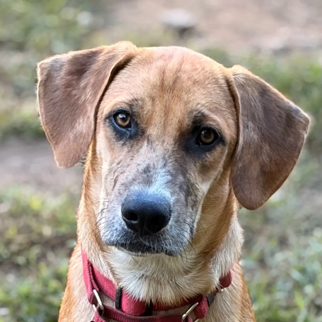 Wishbone - Shepherd