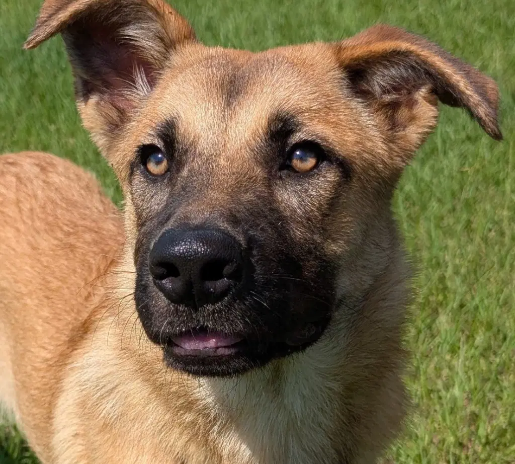 Zelda - Shepherd