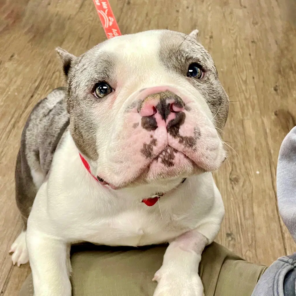 Coretta - Terrier