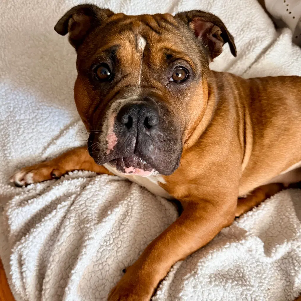 Winnie - American Bulldog