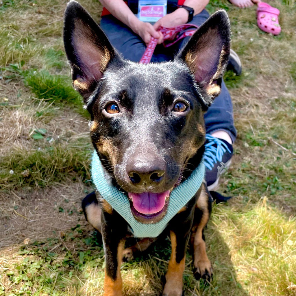 Lynn, Rat Terrier