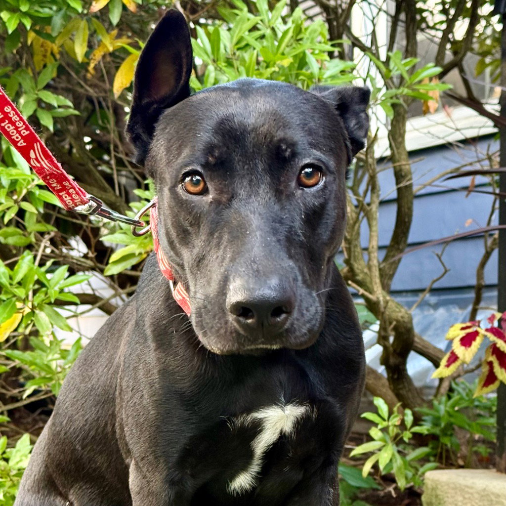 Mama, German Shepherd Dog