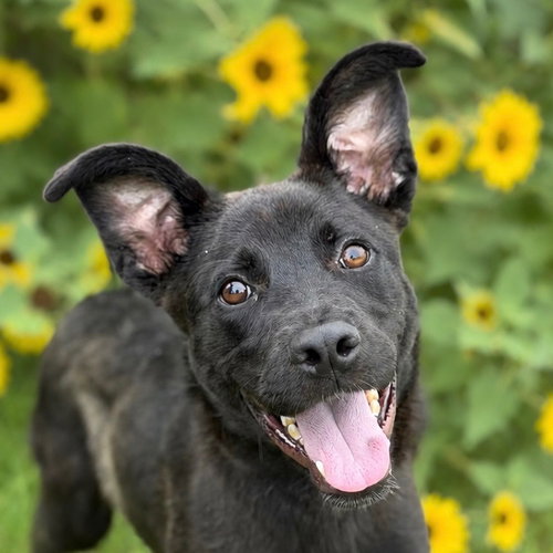 Neo, a dog for adoption from Dog Star Rescue