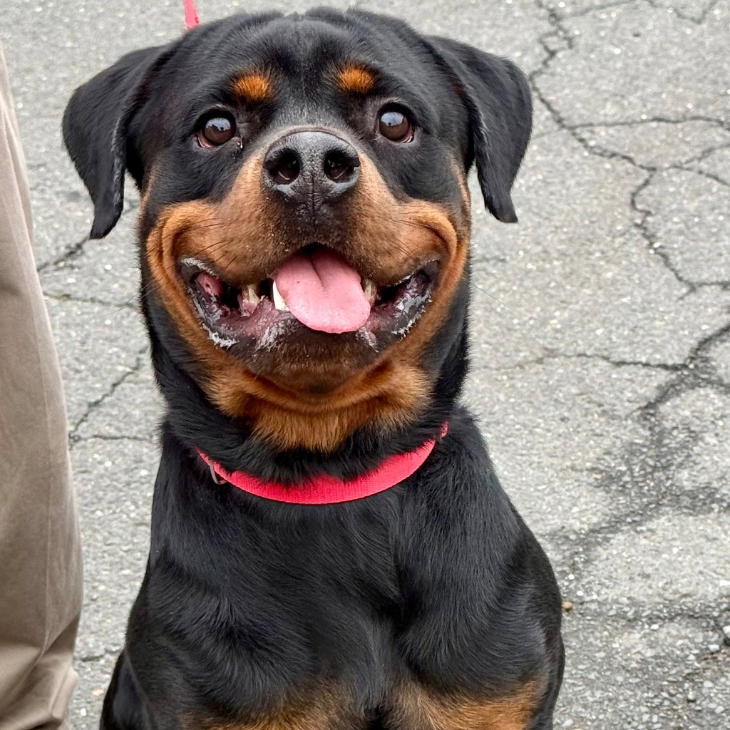 Odin2, Rottweiler