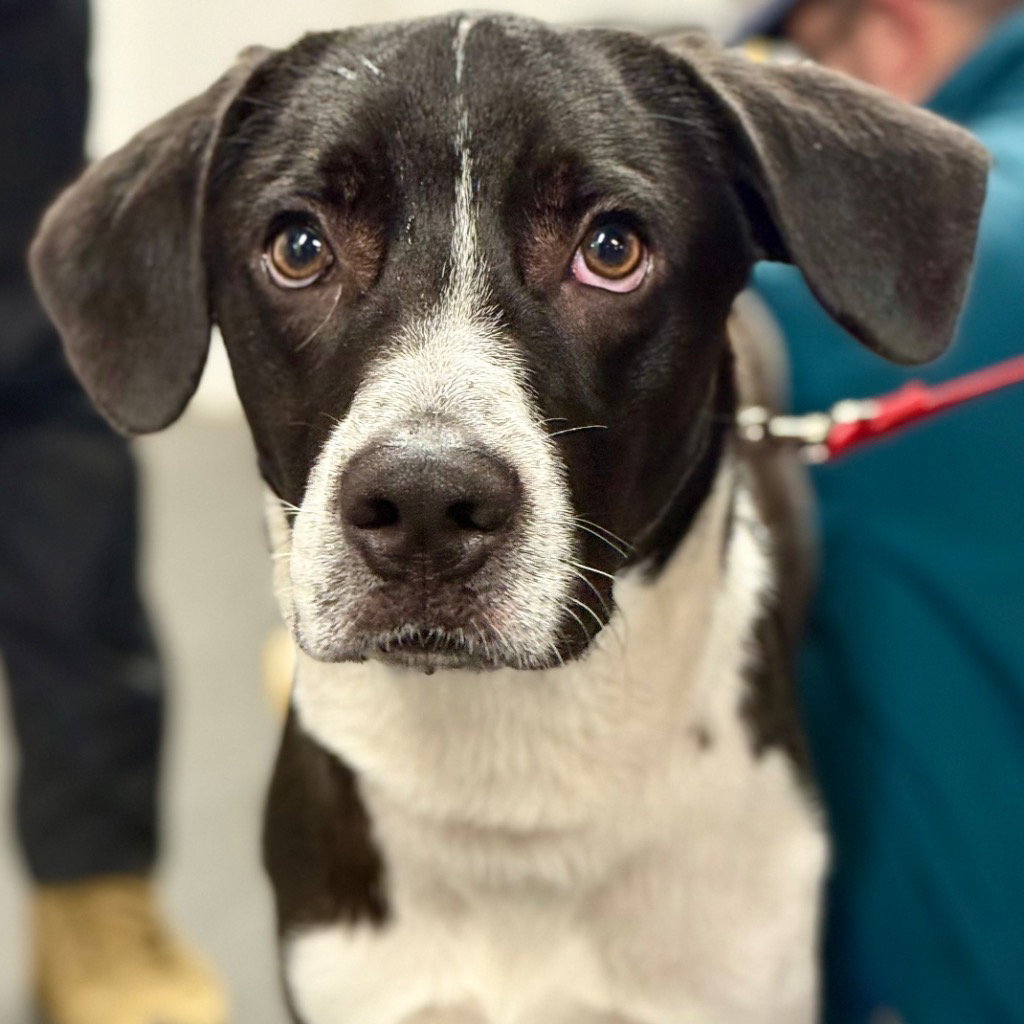 Ranger, Pointer
