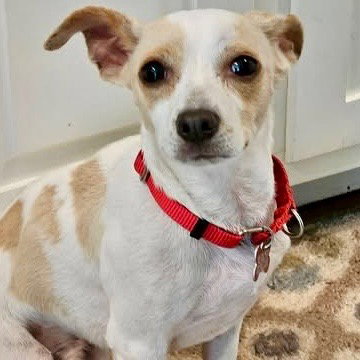 Taco, a dog for adoption from Dog Star Rescue