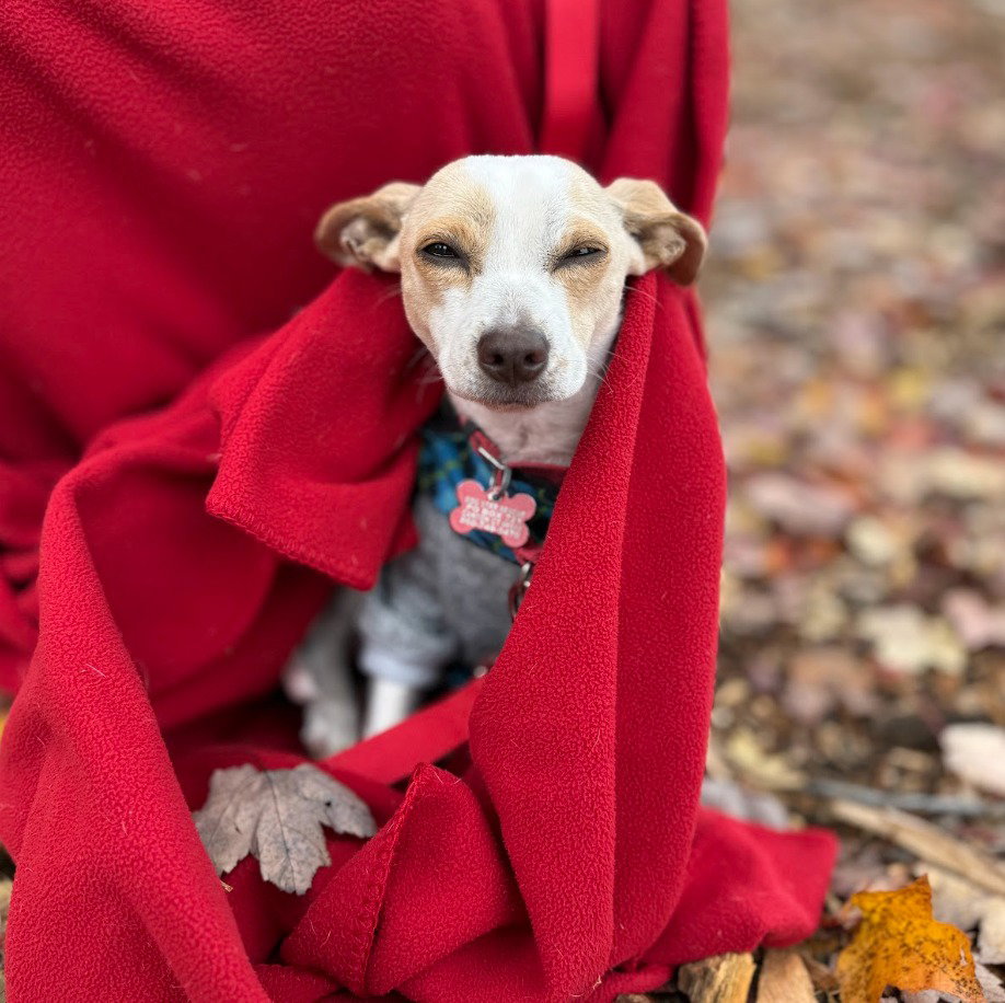 Taco, photo 2