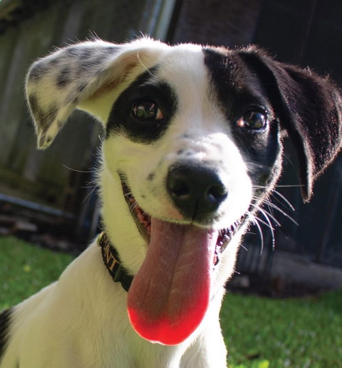 Al Pawpone, a dog for adoption from Dog Star Rescue
