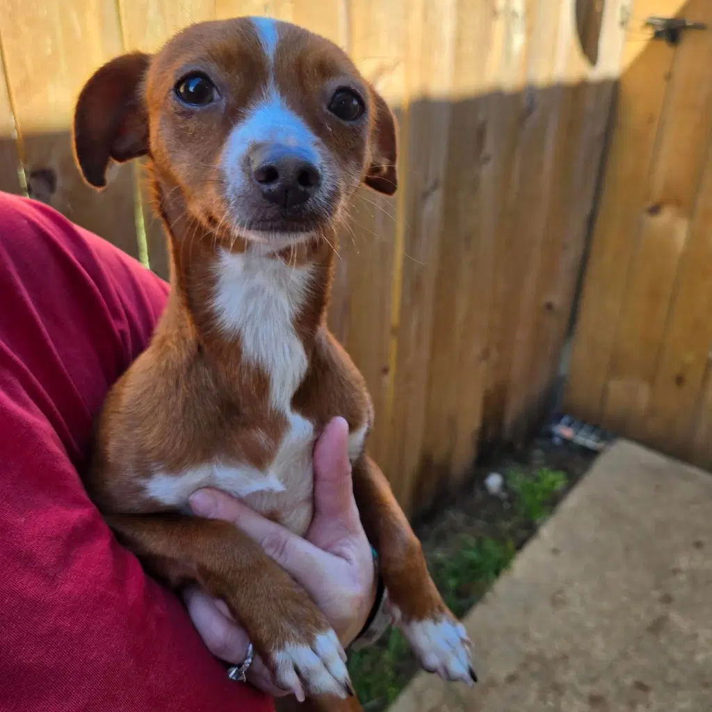 Amber - Chihuahua