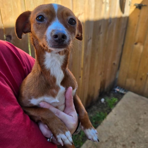 Amber, a dog for adoption from Dog Star Rescue