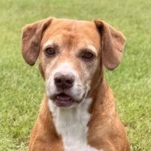 Bernie - Labrador Retriever