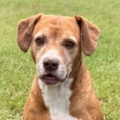 Bernie, a dog for adoption from Dog Star Rescue