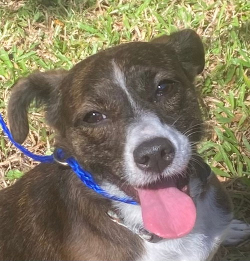 Bethany, a dog for adoption from Dog Star Rescue