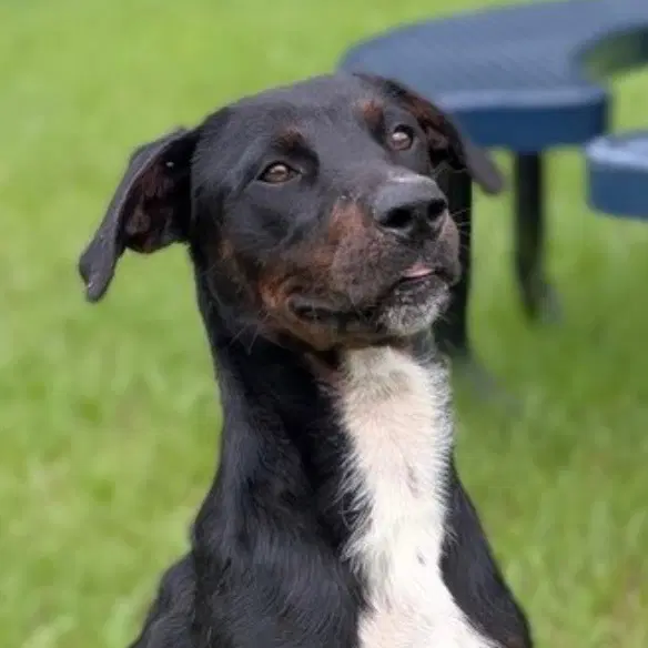Blocks - Plott Hound