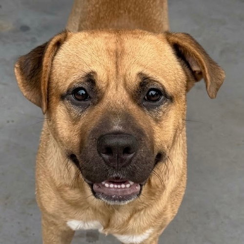 Chief, a dog for adoption from Dog Star Rescue