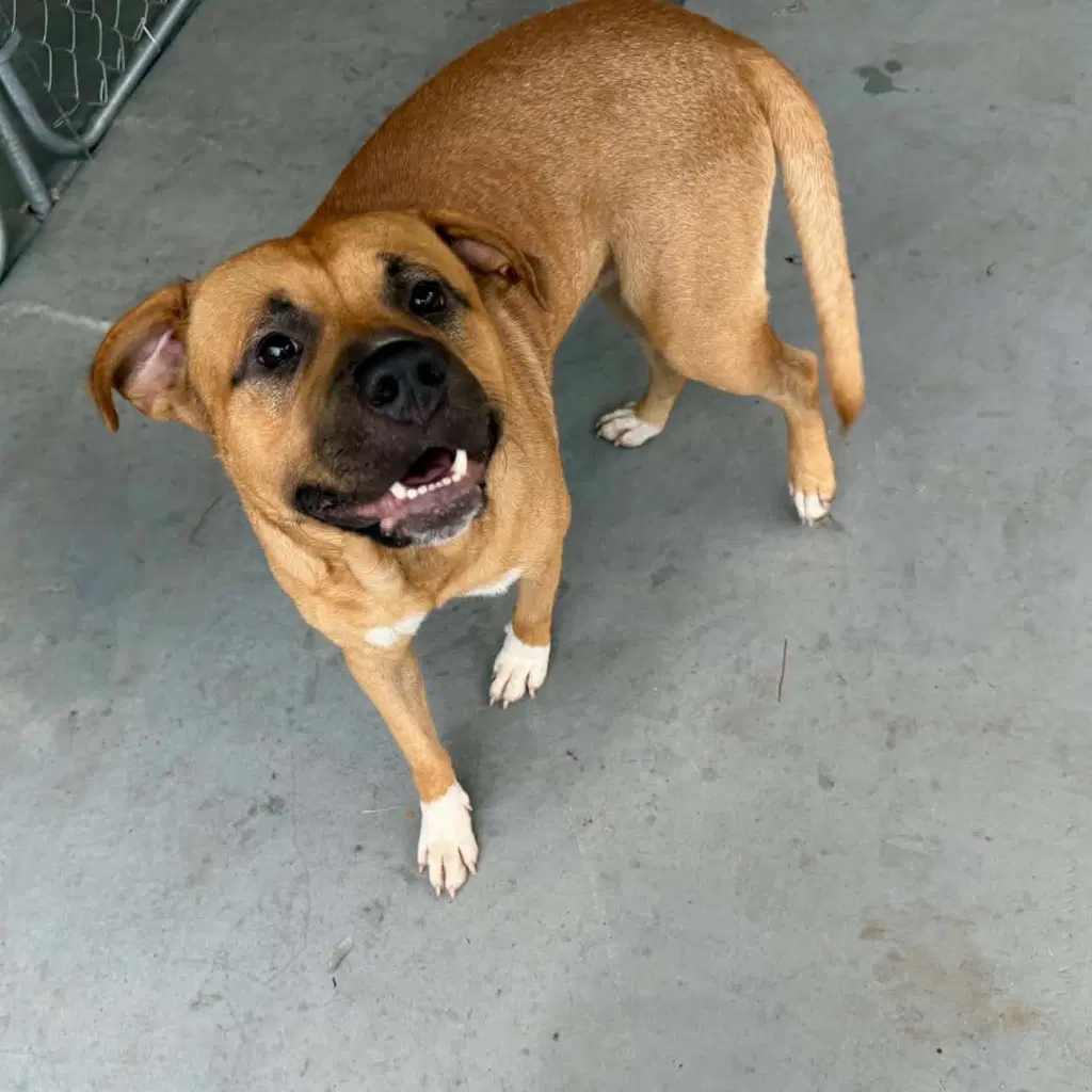 Chief image 2