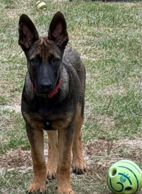 Photo 2 of Duke