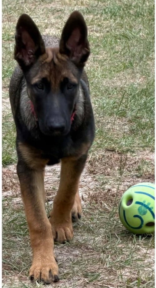 Photo 3 of Duke