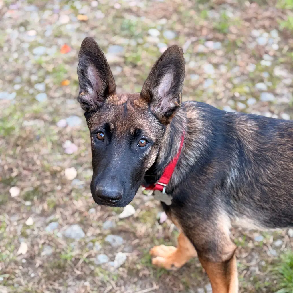 Duke - German Shepherd Dog