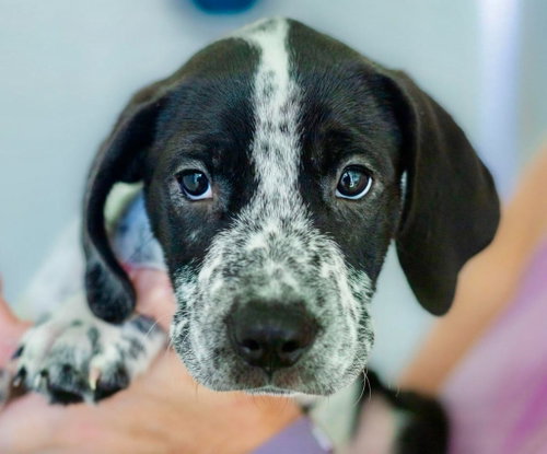 Fred, a dog for adoption from Dog Star Rescue