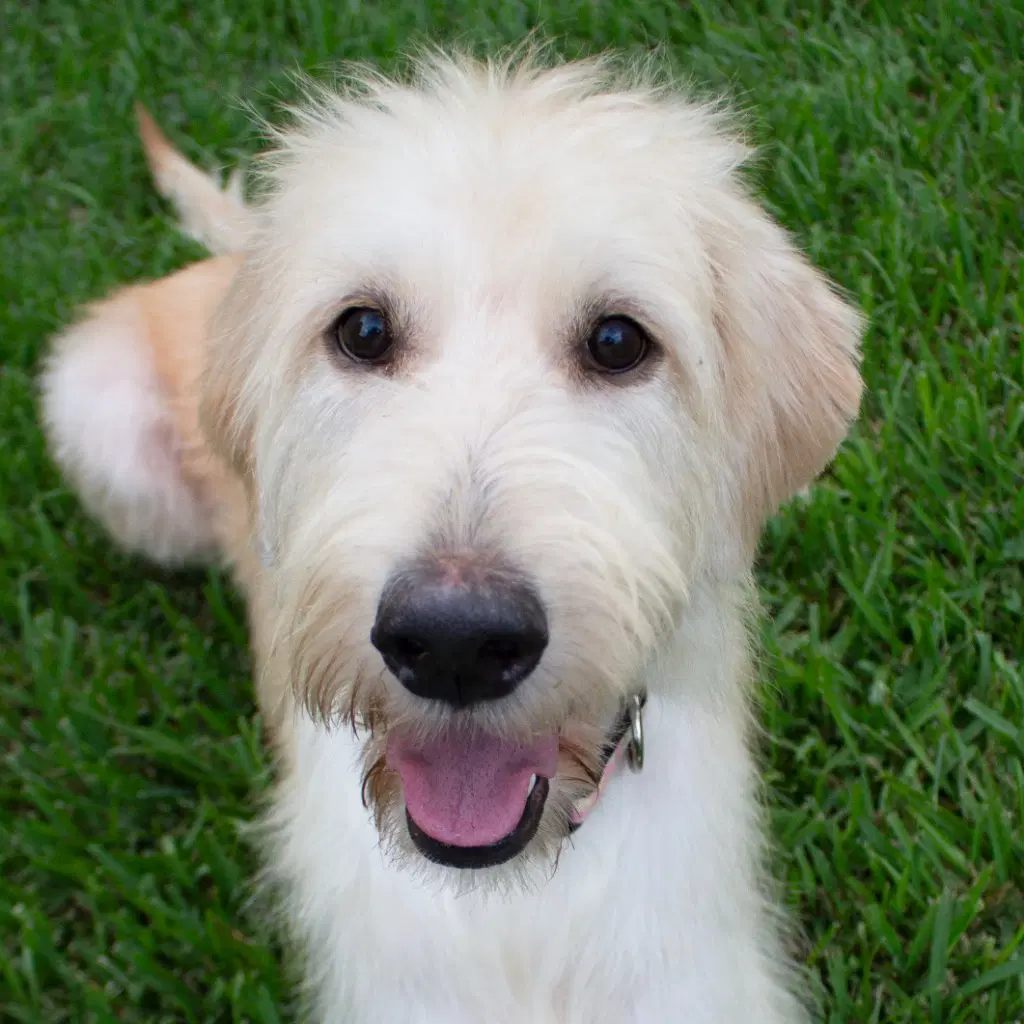 Goldie - Labrador Retriever