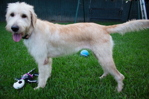 Photo 3 of Goldie