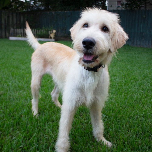 Photo 4 of Goldie