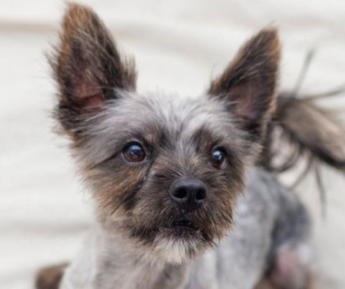 Junior, a dog for adoption from Dog Star Rescue