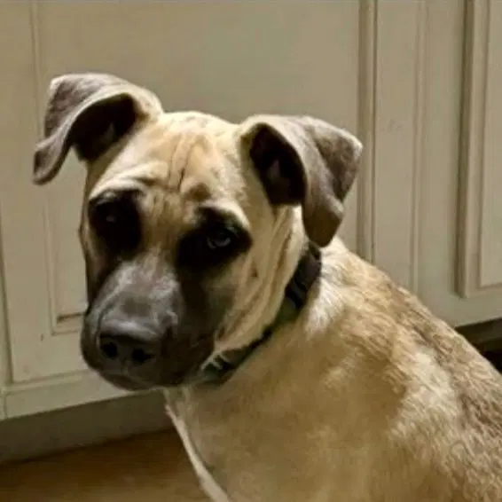 Maggie - Shepherd