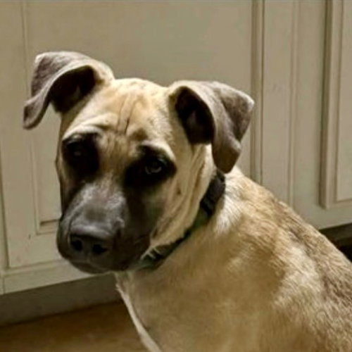 Maggie, a dog for adoption from Dog Star Rescue
