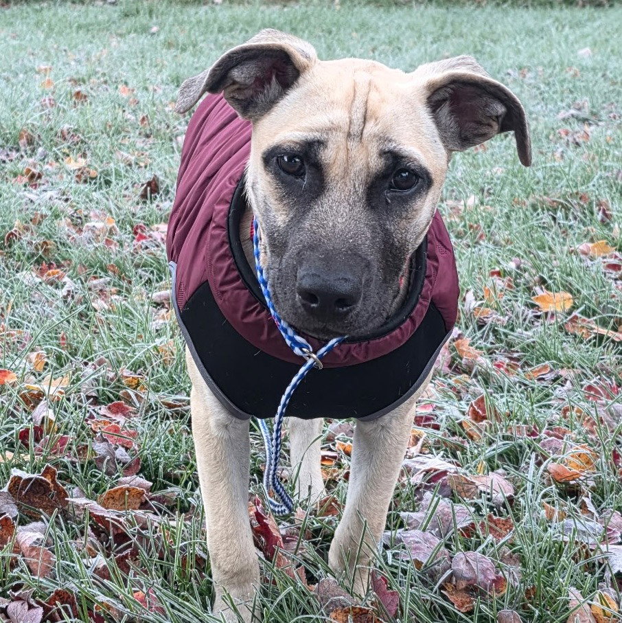 Maggie