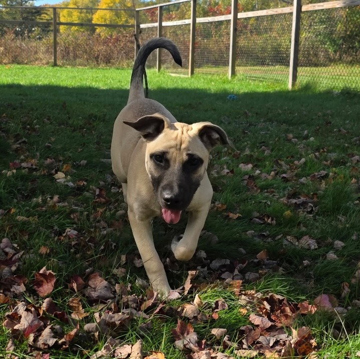 Maggie, photo 3