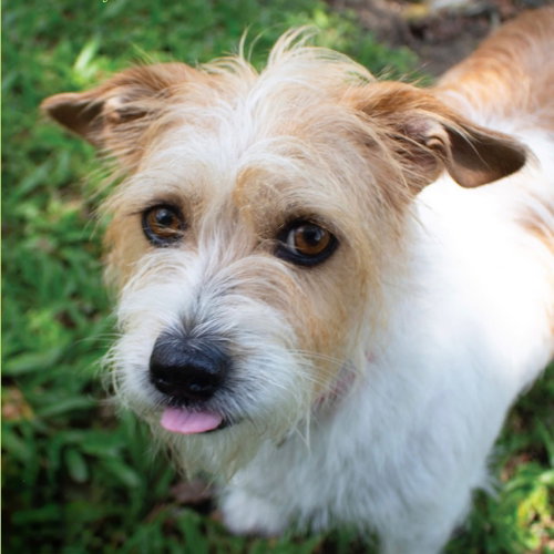 Martha, a dog for adoption from Dog Star Rescue