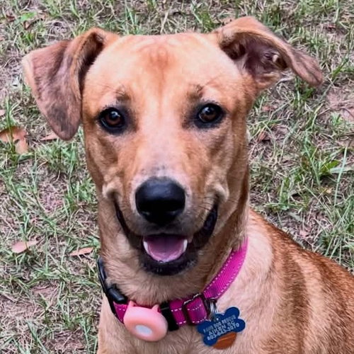 Max, a dog for adoption from Dog Star Rescue